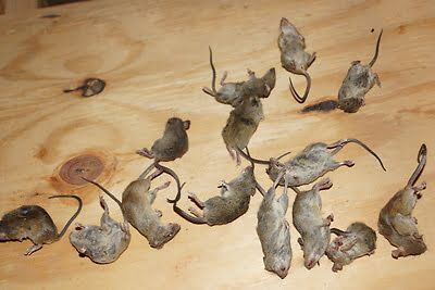 rodent trapping